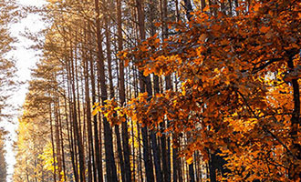 抖音业务下单自助下单服务背后的运作机制揭秘