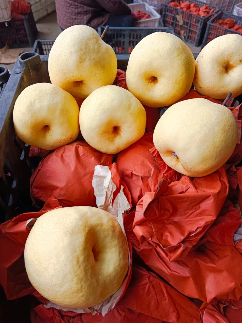 拼多多互助助力_山西平遥酥梨滞销 拼多多暖冬行动助农 爱心助农平台